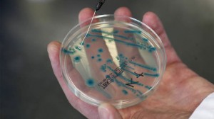 bacteria-outbreak-warm-ocean-water-europe