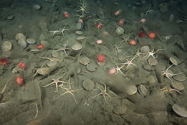 Dissolving-brittle-stars-hint-at-implications-of-ocean-acidification