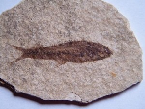 Scientists are examining mass extinctions more closely. They've discovered how after these events in the past, species and ecosystems managed to recover in the aftermath. This image shows a fish fossil. (Photo : Flickr) 