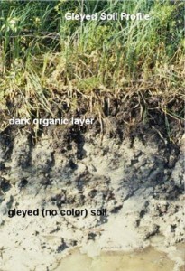 Gleyed soil profile. 