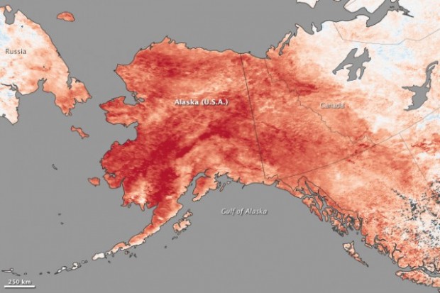 This map depicts land surface temperature anomalies in Alaska for January 23–30, 2014. Based on data from the Moderate Resolution Imaging Spectroradiometer (MODIS) on NASA’s Terra satellite, the map shows how 2014 temperatures compared to the 2001–2010 average for the same week. Areas with warmer than average temperatures are shown in red; near-normal temperatures are white; and areas that were cooler than the base period are blue. CREDIT: NASA EARTH OBSERVATORY