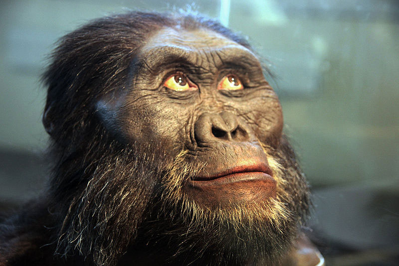 800px-Australopithecus_afarensis_adult_male_-_head_model_-_Smithsonian_Museum_of_Natural_History_-_2012-05-17