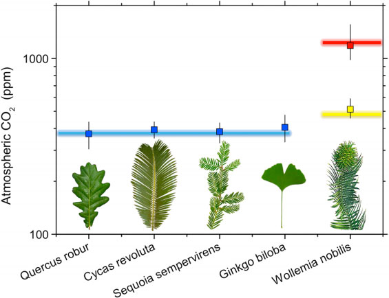 Model validation with extant species. Modeled ca (symbols; error bars span 16–84 percentiles) closely matches the value of ca in which the sample leaves grew (colored lines). Blue line represent current ambient atmospheric CO2 concentration in which Quercus robur, Cycas revoluta, Sequoia sempervirens, and Ginkgo biloba were growing under natural conditions outdoors; yellow and red lines represent, respectively, 480 and 1270 ppm atmospheric CO2 concentration inside coontrolled environment chambers where Wollemia nobilis was grown.