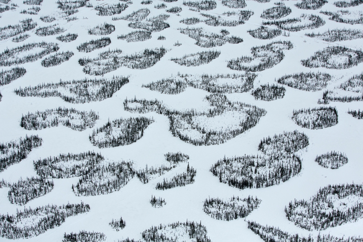 Patches of boreal forest intertwined with snow-covered muskeg, near McLelland Lake, Alberta, Canada.