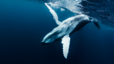 humpback whale breaching